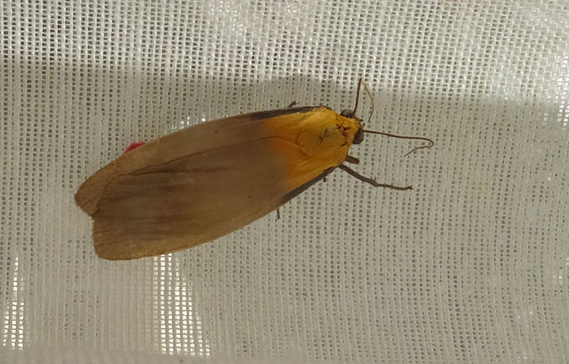 Lithosia quadra - Erebidae Arctiinae